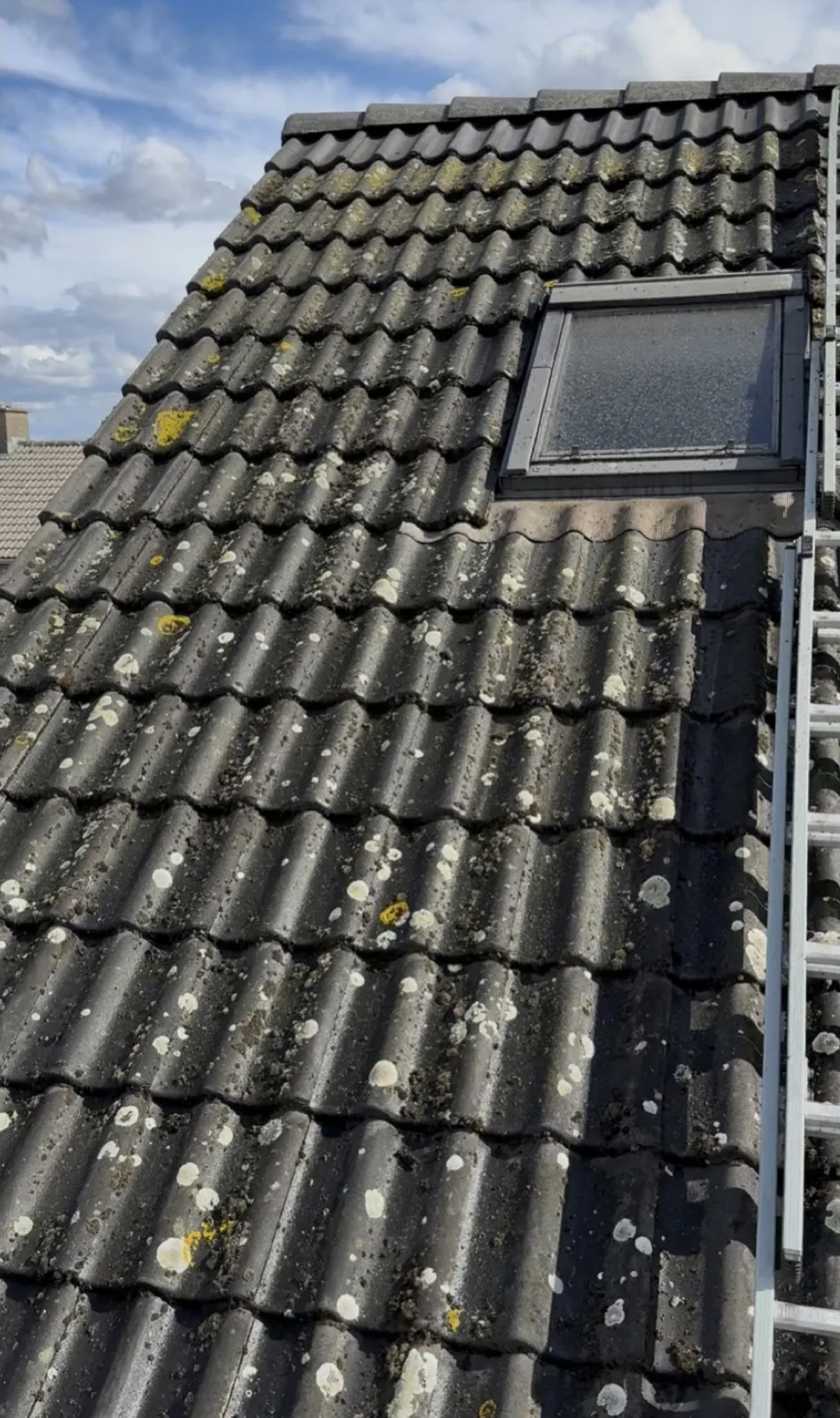 Betonnen dakpannen vol lichte korstmosvlekken en groene aanslag, naast een dakraam